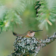 Female rufous humming bird in nest.