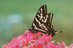 Swallowtail butterfly on Pink Geranium.